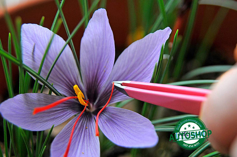 sợi-nhụy-saffron